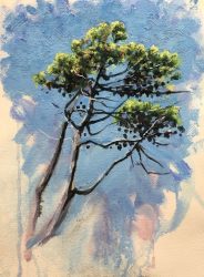Pine tree, Roccamare